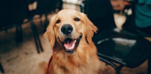 Read more about the article Gesundheit beginnt im Mund – und das auch beim Hund!